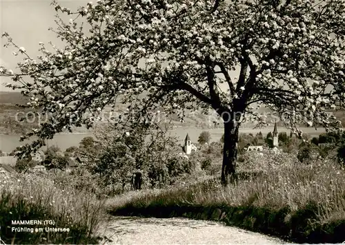 AK / Ansichtskarte  Mammern am Untersee im Fruehling Mammern