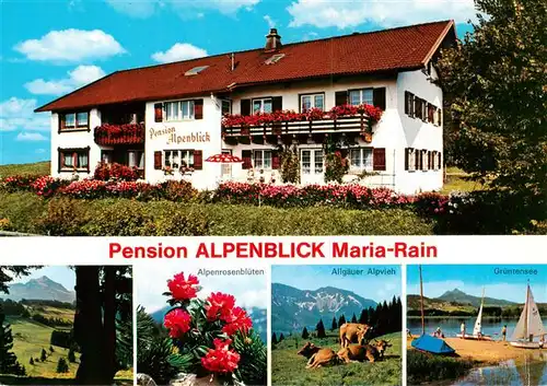 AK / Ansichtskarte 73875798 Maria_Rain_Allgaeu Pension Alpenblick Alpenrosen Allgaeuer Alpvieh Gruentensee Maria_Rain_Allgaeu