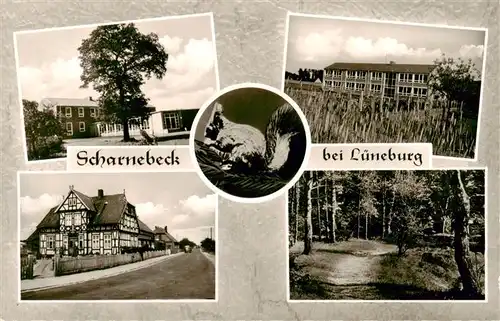 AK / Ansichtskarte  Scharnebeck_Lueneburg Teilansichten Waldweg Scharnebeck Lueneburg