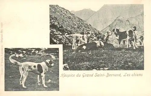 AK / Ansichtskarte  Grand-Saint-Bernard_VS Hospice du Grand Saint Bernard Les chiens 