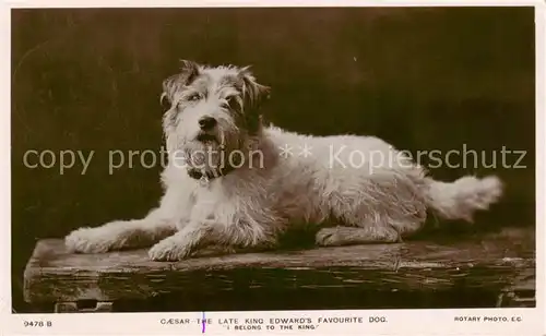 AK / Ansichtskarte 73882518 Hunde_dogs_chiens Caesar Adel UK 