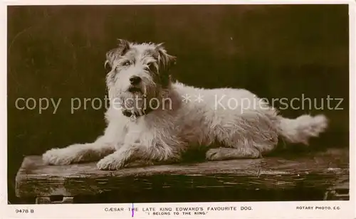 AK / Ansichtskarte  Hunde_dogs_chiens Caesar Adel UK 