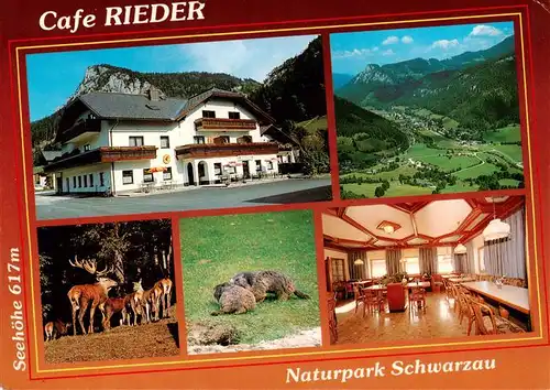 AK / Ansichtskarte  Schwarzau_Gebirge_Niederoesterreich_AT Cafe Rieder Gastraum Panorama Rotwild Biber 