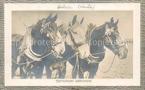 AK / Ansichtskarte  Tiere Pferde Agricultural labourers 