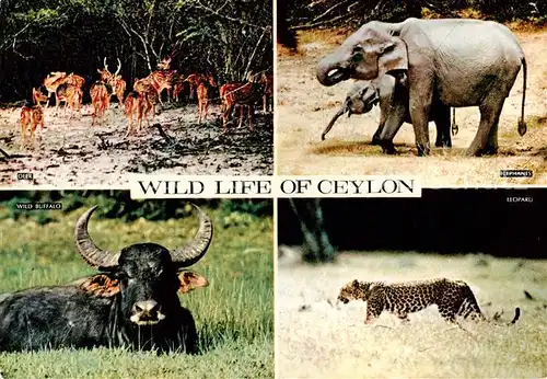 AK / Ansichtskarte 73888667 Ceylon__Sri_Lanka Wielde Tiere Elefant Buffel Leopard 