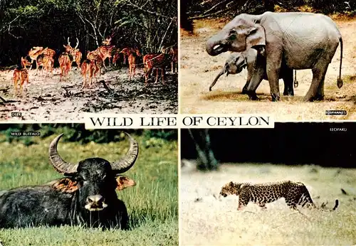 AK / Ansichtskarte  Ceylon__Sri_Lanka Wielde Tiere Elefant Buffel Leopard 