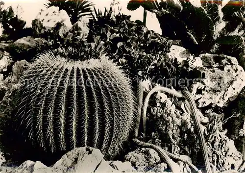 AK / Ansichtskarte  Kakteen Jardin Exotique de Monaco 