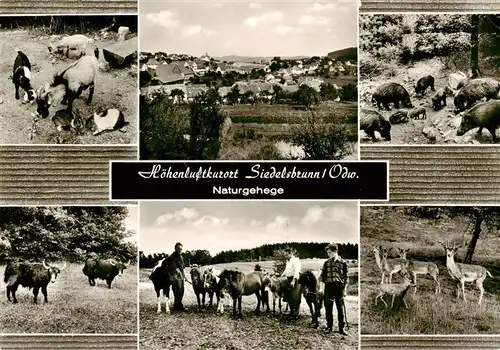 AK / Ansichtskarte 73889285 Siedelsbrunn Naturgehege Ziegen Rinder Wildschweine Rehe Ponnys Siedelsbrunn