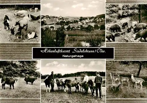 AK / Ansichtskarte  Siedelsbrunn Naturgehege Ziegen Rinder Wildschweine Rehe Ponnys Siedelsbrunn