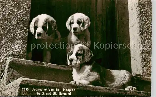 AK / Ansichtskarte  Hunde_dogs_chiens Bernhardiner Hospice du Grand St.Bernard 