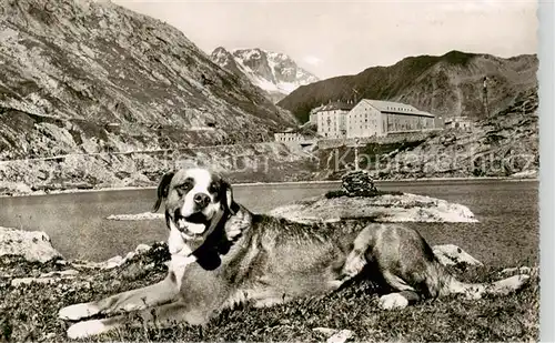 AK / Ansichtskarte  Hunde_dogs_chiens Bernhardiner Lac et Hospice du Grand St.Bernard Mont Velan 