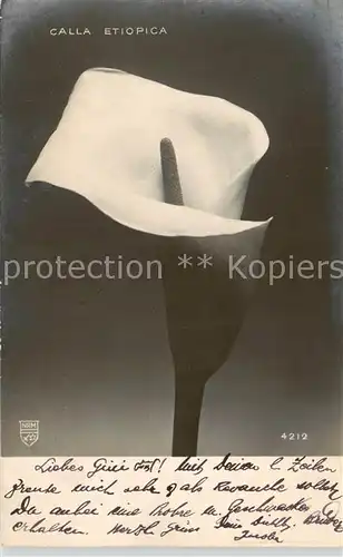 AK / Ansichtskarte  Blumen_Flowers_Fleurs Calla Etiopica 