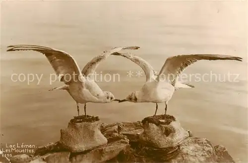 AK / Ansichtskarte  Moewen Lac Leman Les mouettes  