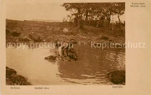 AK / Ansichtskarte  Indonesia_Indonesien_ NL Kolonie Central Java Buffalos 