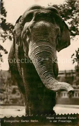 AK / Ansichtskarte 73890204 Elefant Zoologischer Garten Berlin   