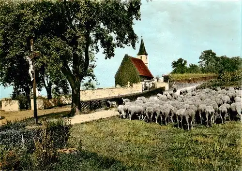 AK / Ansichtskarte 73891827 Unterboihingen_Wendlingen_Neckar Friedhofskapelle Schafherde 