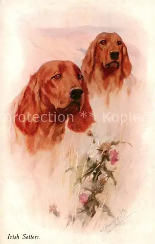 AK / Ansichtskarte 73891892 Hunde_dogs_chiens Irish Setters Litho 