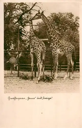AK / Ansichtskarte 73891931 Giraffe Zoologischer Garten Stadt Halle Hanno und Twiga 