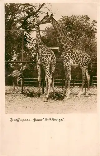 AK / Ansichtskarte  Giraffe Zoologischer Garten Stadt Halle Hanno und Twiga 