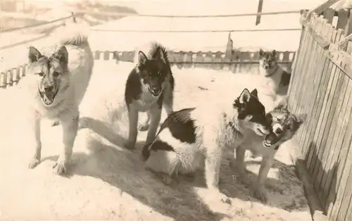 AK / Ansichtskarte 73891950 Hunde_dogs_chiens Polarhunde Jungfraubahn 