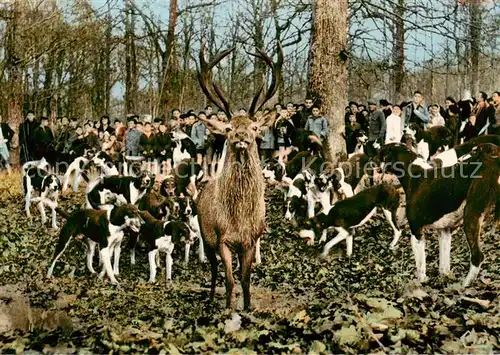 AK / Ansichtskarte  Jagd_Chasse_Hunting Chasse à Courre 