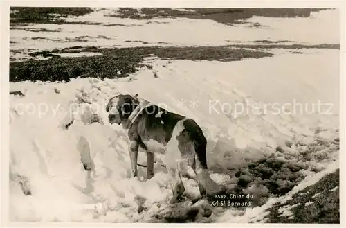 AK / Ansichtskarte  Hunde_dogs_chiens Saint-Bernhardiner 