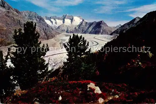 AK / Ansichtskarte  Gletscher Aletschwald Wannenhorn Eggishorn 