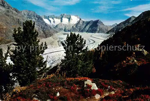 AK / Ansichtskarte  Gletscher Aletschwald Wannenhorn Eggishorn 