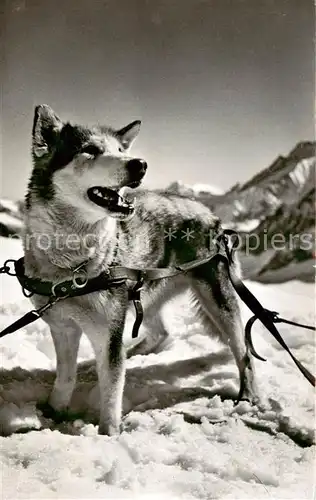 AK / Ansichtskarte 73892681 Hunde_dogs_chiens Polarhund Jungfrau-Joch 