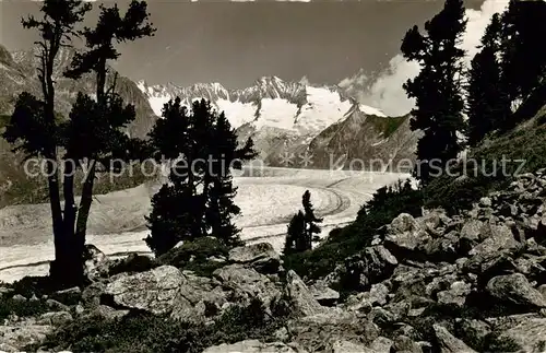 AK / Ansichtskarte  Verlag_Gyger_E._Adelboden_Nr. 12340 Aletschwald 