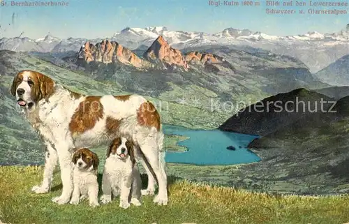 AK / Ansichtskarte  Hunde_dogs_chiens St. Bernhardiner Rigi-Kulm 