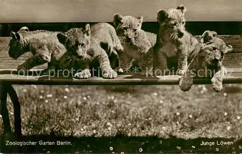 AK / Ansichtskarte  Loewe Zoologischer Garten Berlin 