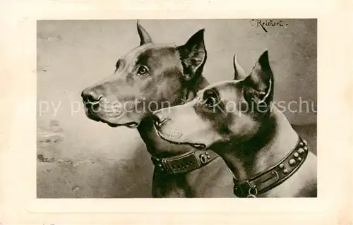 AK / Ansichtskarte  Hunde_dogs_chiens C.Reichert 