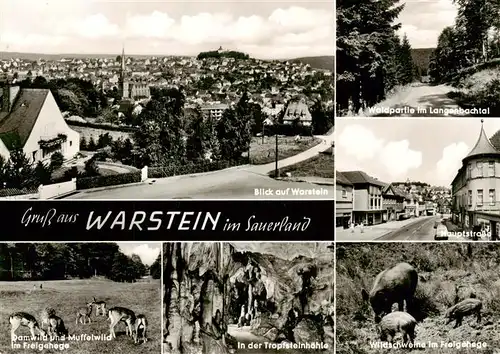 AK / Ansichtskarte 73893977 Warstein Ortsansicht Waldpartie Hauptstrasse Dam und Muffelwild im Freigehege Tropfsteinhoehle Wildschweine Warstein