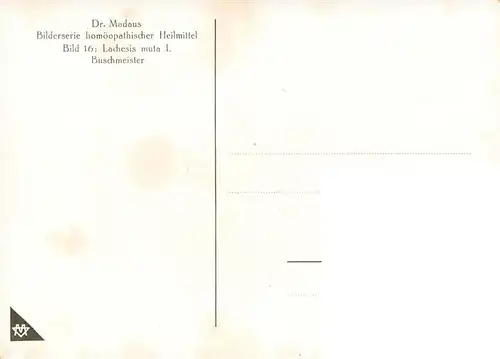 AK / Ansichtskarte  Medizin Heilmittel Lachesis D 8 Dr. Madaus  