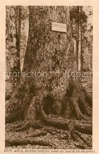 AK / Ansichtskarte  Baeume_Trees_Arbres_Arboles Ludwigs Tanne Bayr. Wald Zwiseler Waldhaus 