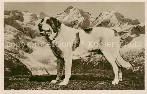 AK / Ansichtskarte 73895656 Bernhardiner_Hunde_dogs_chiens Bernhardinerhund Berge  