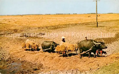 AK / Ansichtskarte 73895700 Landwirtschaft Thailand Paddy Fields  