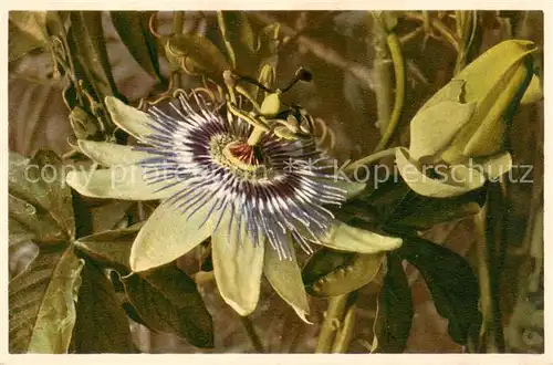 AK / Ansichtskarte  Blumen_Flowers_Fleurs Passiflora coerulea Passionsblume 