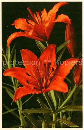 AK / Ansichtskarte 73895724 Blumen_Flowers_Fleurs Lilium bulbiferum Feuerlilie 