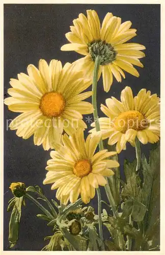 AK / Ansichtskarte  Blumen_Flowers_Fleurs Wucherblume 