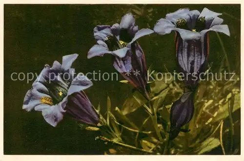 AK / Ansichtskarte  Blumen_Flowers_Fleurs Gentiana acaulis  Stengelloser Enzion 