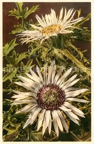 AK / Ansichtskarte  Blumen_Flowers_Fleurs Carlina acaulis Silbercistel 