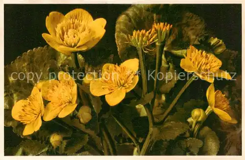 AK / Ansichtskarte  Blumen_Flowers_Fleurs Sumpf Dotterblume 