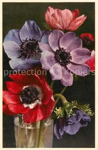 AK / Ansichtskarte  Blumen_Flowers_Fleurs Kronen Anemonen 