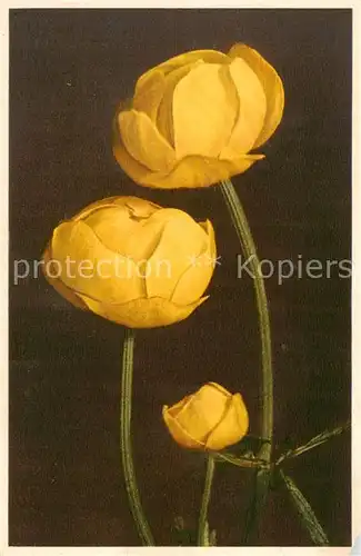 AK / Ansichtskarte 73895735 Blumen_Flowers_Fleurs Trollblume 