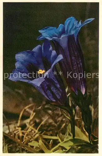 AK / Ansichtskarte  Blumen_Flowers_Fleurs Gentiana Clasic 