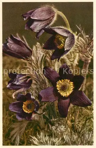 AK / Ansichtskarte  Blumen_Flowers_Fleurs Berg Kuechenschelle 