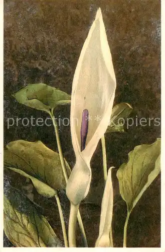 AK / Ansichtskarte  Blumen_Flowers_Fleurs Cuckoo Pint Aronstab 