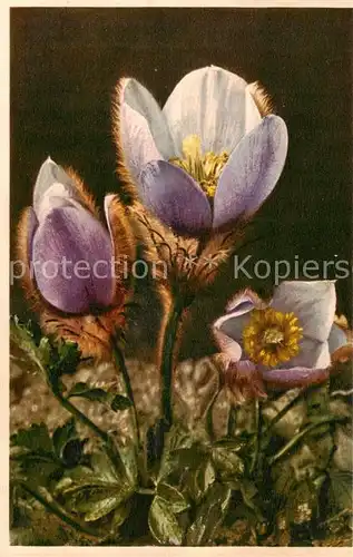 AK / Ansichtskarte  Blumen_Flowers_Fleurs Fruehlings Anemone Pelz Anemone 